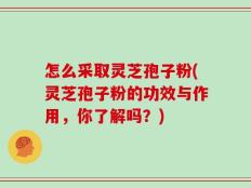 怎么采取灵芝孢子粉(灵芝孢子粉的功效与作用，你了解吗？)