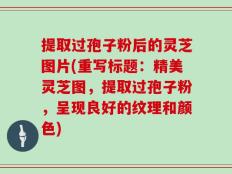 提取过孢子粉后的灵芝图片(重写标题：精美灵芝图，提取过孢子粉，呈现良好的纹理和颜色)