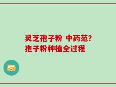 灵芝孢子粉 中药范？孢子粉种植全过程
