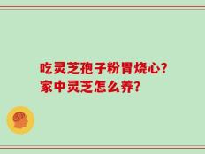 吃灵芝孢子粉胃烧心？家中灵芝怎么养？