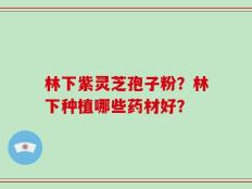 林下紫灵芝孢子粉？林下种植哪些药材好？