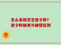 怎么采摘灵芝孢子粉？孢子粉破壳与破壁区别