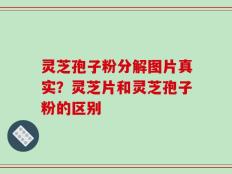灵芝孢子粉分解图片真实？灵芝片和灵芝孢子粉的区别