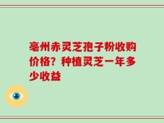 亳州赤灵芝孢子粉收购价格？种植灵芝一年多少收益