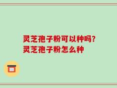灵芝孢子粉可以种吗？灵芝孢子粉怎么种