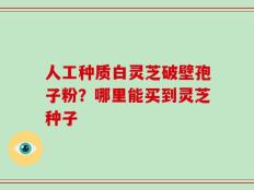 人工种质白灵芝破壁孢子粉？哪里能买到灵芝种子
