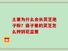 土里为什么会长灵芝孢子粉？袋子里的灵芝怎么种到花盆里