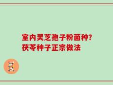 室内灵芝孢子粉菌种？茯苓种子正宗做法
