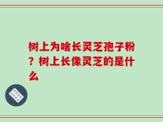 树上为啥长灵芝孢子粉？树上长像灵芝的是什么