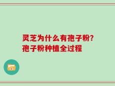 灵芝为什么有孢子粉？孢子粉种植全过程