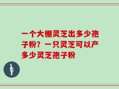 一个大棚灵芝出多少孢子粉？一只灵芝可以产多少灵芝孢子粉