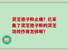 灵芝孢子粉止痛？已采集了灵芝孢子粉的灵芝功效作用怎样呢？