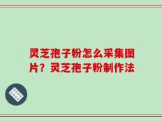 灵芝孢子粉怎么采集图片？灵芝孢子粉制作法