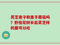 灵芝孢子粉属于蘑菇吗？野桂花树长出灵芝样的菌可以吃
