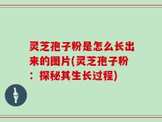 灵芝孢子粉是怎么长出来的图片(灵芝孢子粉：探秘其生长过程)