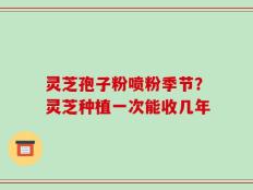 灵芝孢子粉喷粉季节？灵芝种植一次能收几年