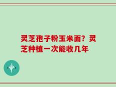 灵芝孢子粉玉米面？灵芝种植一次能收几年