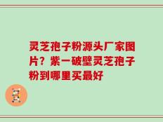 灵芝孢子粉源头厂家图片？紫一破壁灵芝孢子粉到哪里买最好
