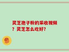 灵芝孢子粉的采收视频？灵芝怎么吃好？