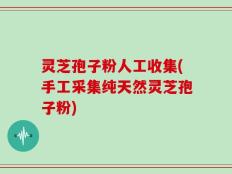 灵芝孢子粉人工收集(手工采集纯天然灵芝孢子粉)