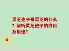 灵芝孢子是灵芝的什么？解析灵芝孢子的作用及用途？