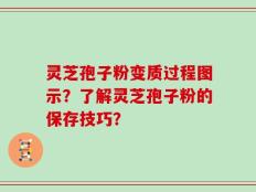 灵芝孢子粉变质过程图示？了解灵芝孢子粉的保存技巧？