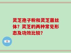 灵芝孢子粉和灵芝菌丝体？灵芝的两种常见形态及功效比较？