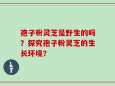 孢子粉灵芝是野生的吗？探究孢子粉灵芝的生长环境？