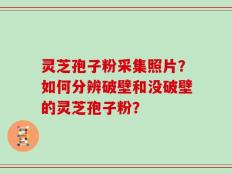 灵芝孢子粉采集照片？如何分辨破壁和没破壁的灵芝孢子粉？
