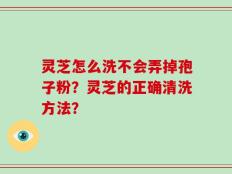 灵芝怎么洗不会弄掉孢子粉？灵芝的正确清洗方法？