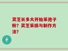 灵芝长多大开始采孢子粉？灵芝采摘与制作方法？