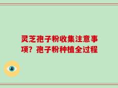 灵芝孢子粉收集注意事项？孢子粉种植全过程