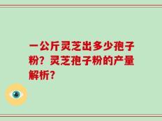 一公斤灵芝出多少孢子粉？灵芝孢子粉的产量解析？