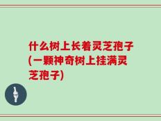 什么树上长着灵芝孢子(一颗神奇树上挂满灵芝孢子)