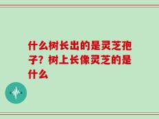 什么树长出的是灵芝孢子？树上长像灵芝的是什么