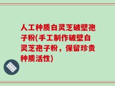 人工种质白灵芝破壁孢子粉(手工制作破壁白灵芝孢子粉，保留珍贵种质活性)