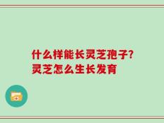 什么样能长灵芝孢子？灵芝怎么生长发育