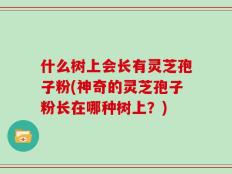 什么树上会长有灵芝孢子粉(神奇的灵芝孢子粉长在哪种树上？)
