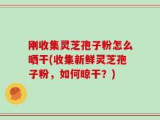刚收集灵芝孢子粉怎么晒干(收集新鲜灵芝孢子粉，如何晾干？)