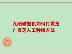 九阳破壁机如何打灵芝？灵芝人工种植方法