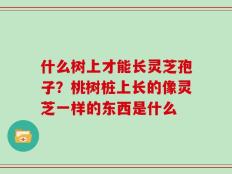 什么树上才能长灵芝孢子？桃树桩上长的像灵芝一样的东西是什么