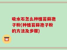 吸水石怎么种植苔藓孢子粉(种植苔藓孢子粉的方法及步骤)