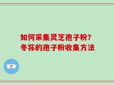 如何采集灵芝孢子粉？冬荪的孢子粉收集方法