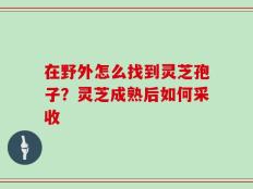 在野外怎么找到灵芝孢子？灵芝成熟后如何采收