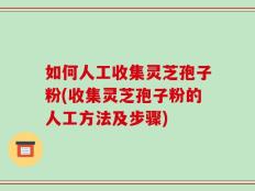 如何人工收集灵芝孢子粉(收集灵芝孢子粉的人工方法及步骤)
