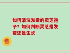 如何清洗发霉的灵芝孢子？如何判断灵芝是发霉还是生长