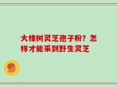 大橡树灵芝孢子粉？怎样才能采到野生灵芝