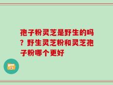 孢子粉灵芝是野生的吗？野生灵芝粉和灵芝孢子粉哪个更好