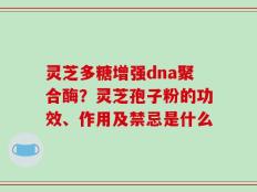 灵芝多糖增强dna聚合酶？灵芝孢子粉的功效、作用及禁忌是什么