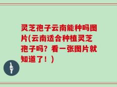 灵芝孢子云南能种吗图片(云南适合种植灵芝孢子吗？看一张图片就知道了！)